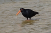 J17_4074 Oystercatcher